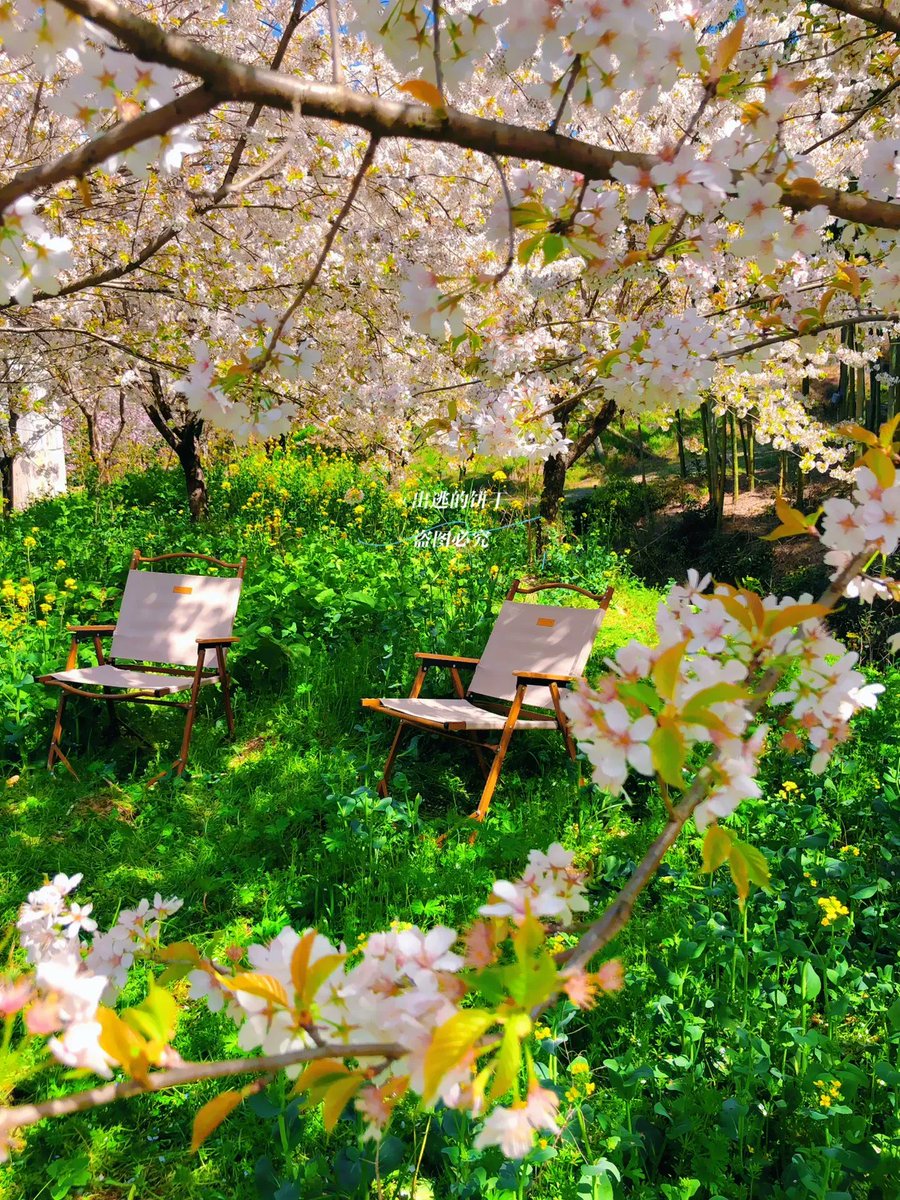 HammadAmine's tweet photo. [Sunny spring breeze is blowing through the cherry blossoms—best kind of Saturday! ]， https://t.co/tH9BeZPvfg