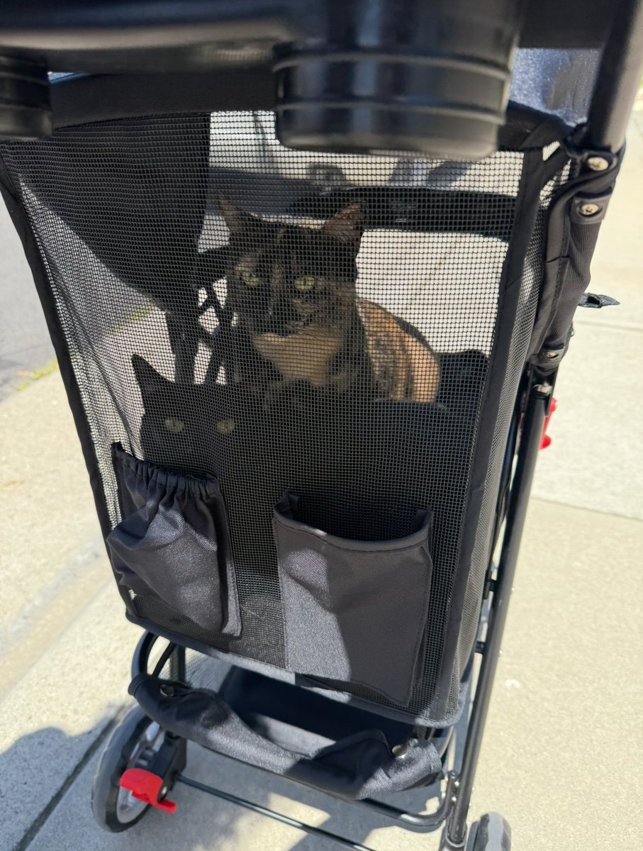 Sherylynn_R2's tweet photo. My cats are strictly indoor only but I got them an enclosed pet stroller for walks and they love it. They jump in the stroller when I say “wanna go on a walk” or sometimes on their own and “ask” by meowing. Yeah, I’m weird and that crazy cat lady now 😂 but idgaf. They’re happy. https://t.co/70siAbWzFo