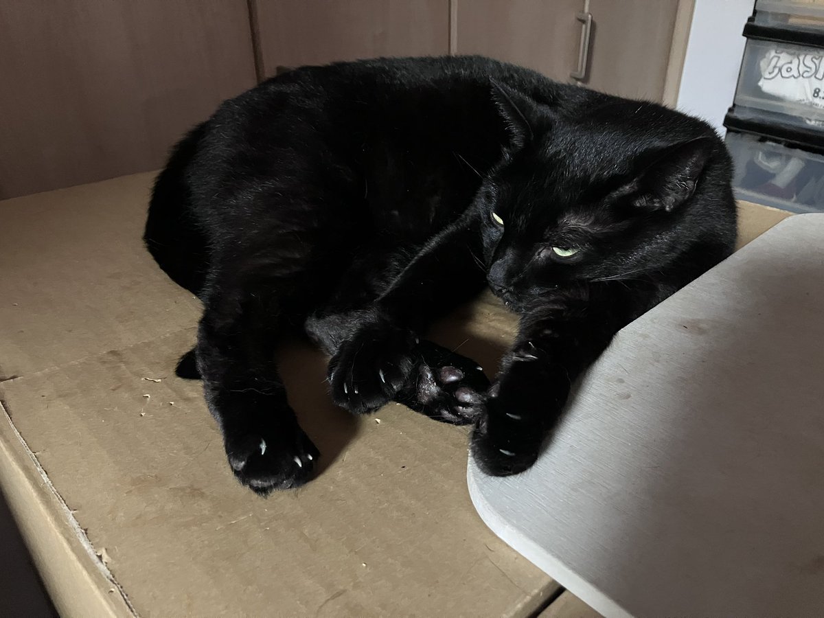 ZUOOEN2896's tweet photo. 今日ものんびり過ごすにゃ🤭

#茶トラ猫🐈
#黒猫🐈‍⬛
#猫のいる暮らし
#猫のいる幸せ https://t.co/40DdRUneFh
