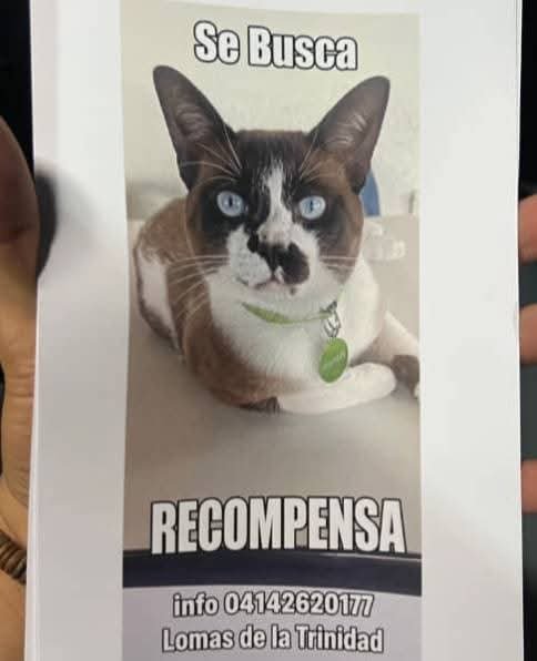PerroUsuario's tweet photo. Se busca en Lomas de la Trinidad, Baruta https://t.co/own9s9YUoG