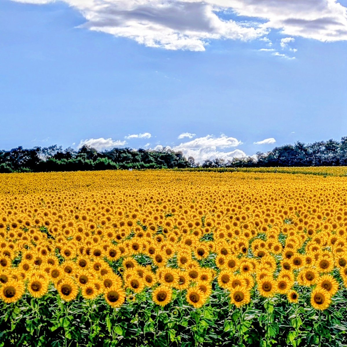 kaico_fire's tweet photo. 北海道のひまわり畑🌻
一面に広がる黄色い風景が綺麗でした💛

#北竜町ひまわりの里
#TLを花でいっぱいにしよう
#写真好きな人と繫がりたい https://t.co/caNFBRlEcV