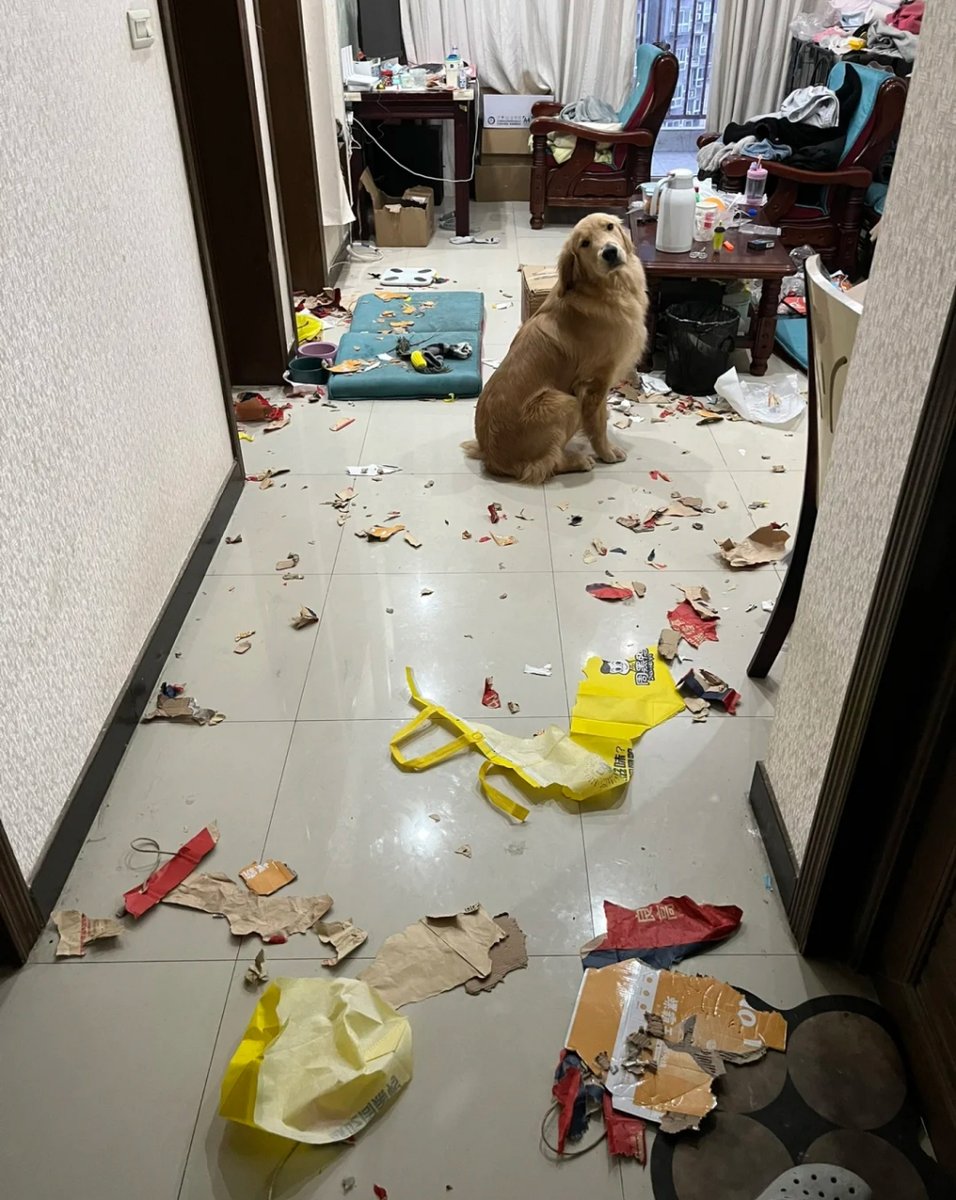 NoufulG's tweet photo. Just knocked off shelf with a single swipe—now the living room’s covered with scattered snack bags and my dog’s happily rolling in the mess. Weekend home mode: chaos first, cleaning later. https://t.co/0V0e1h60Pb