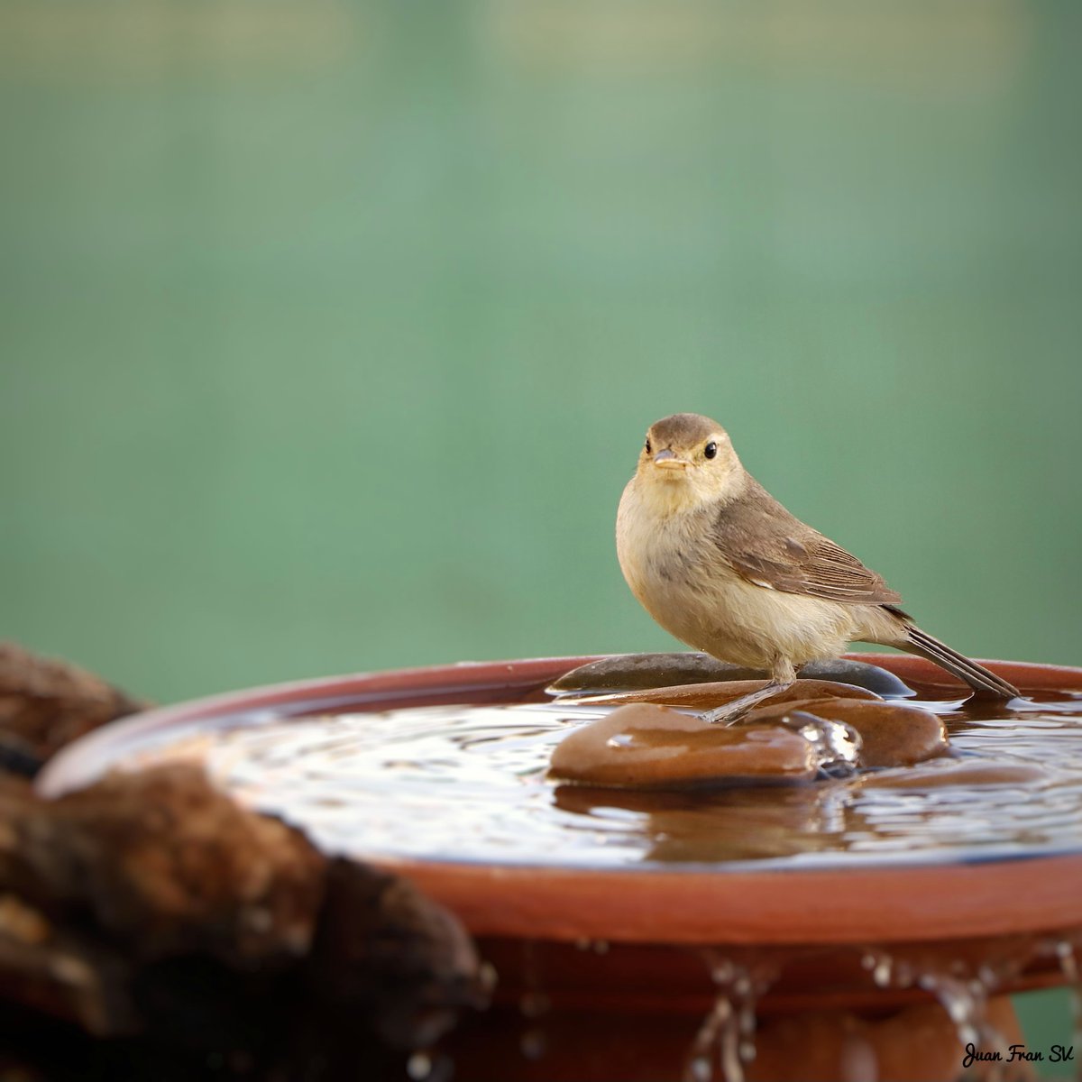 Juanfra07suarez's tweet photo. ZaRCeRo PoLíGLoTa ..!!
#pajarosextremadura #naturextremadura #naturaphotography #avifauna #aves #ornitologia #birds #canonphotography #naturaleza #extremadura #pajaros #silvestres #canon https://t.co/jNM5QDvn7r