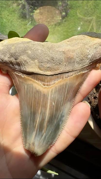superCalo's tweet photo. The size of his tooth https://t.co/DYSCQ0kRSW
