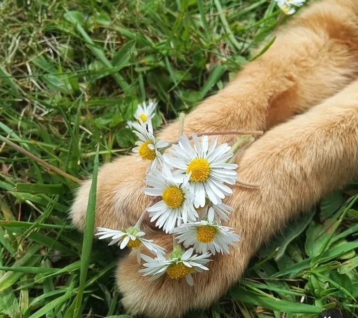 calmlivng tweet picture