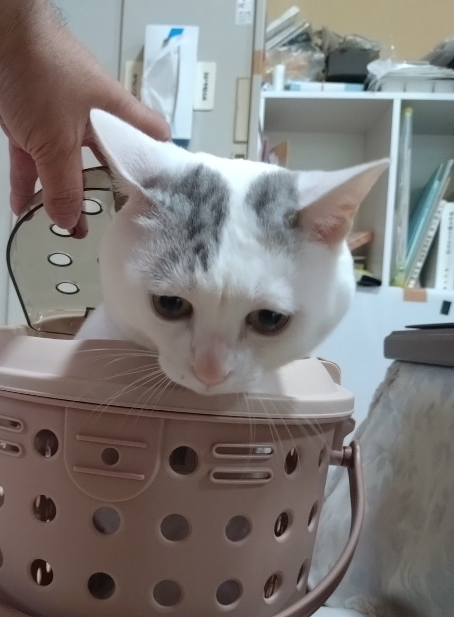 kiyama_jinjya's tweet photo. テンちゃん 出勤

来週の日曜日、8月23日は 毎月恒例の保護猫さん譲渡会を開催致します https://t.co/jrQNG5Ttum