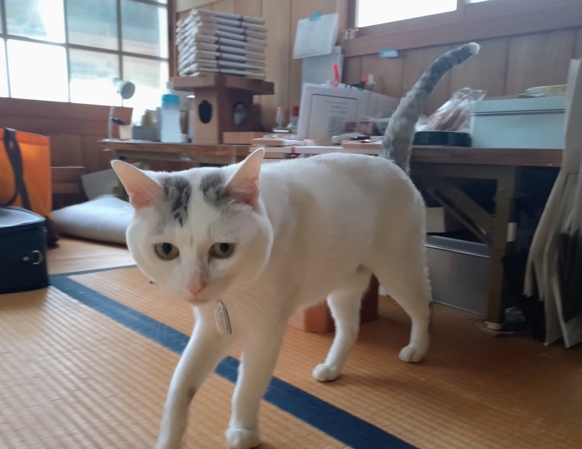 kiyama_jinjya's tweet photo. テンちゃん 出勤

来週の日曜日、8月23日は 毎月恒例の保護猫さん譲渡会を開催致します https://t.co/jrQNG5Ttum