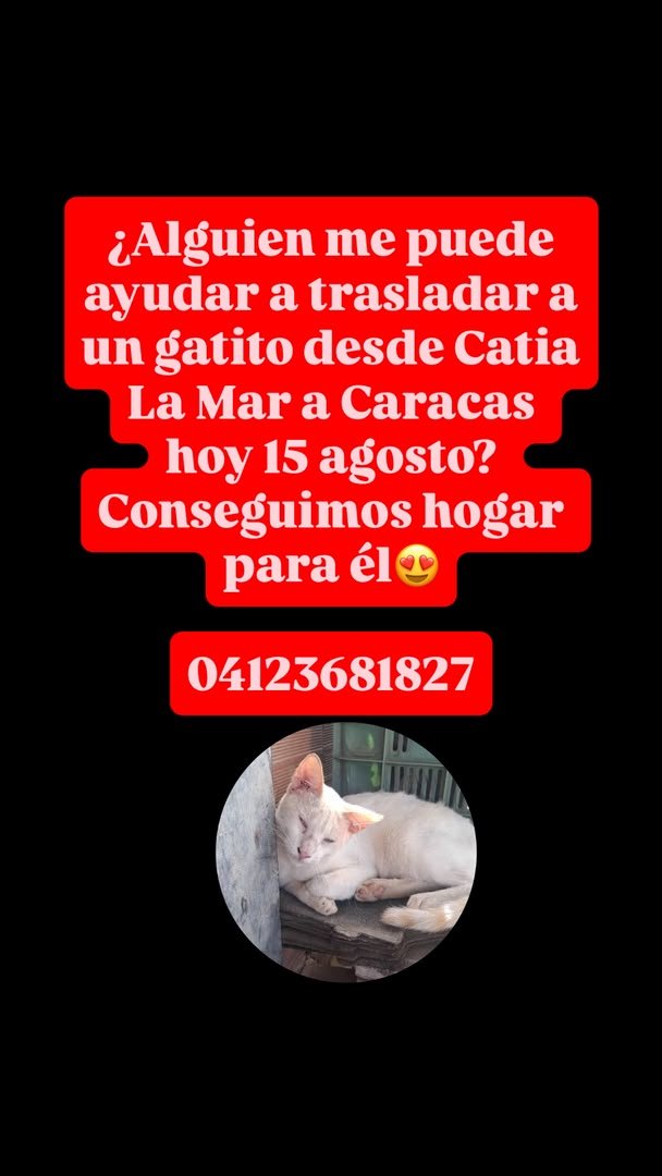 RamsesVazBlanco's tweet photo. Reenviado. Gracias.🙏🐾🐱💗🇻🇪 https://t.co/xMGLYAeMTg