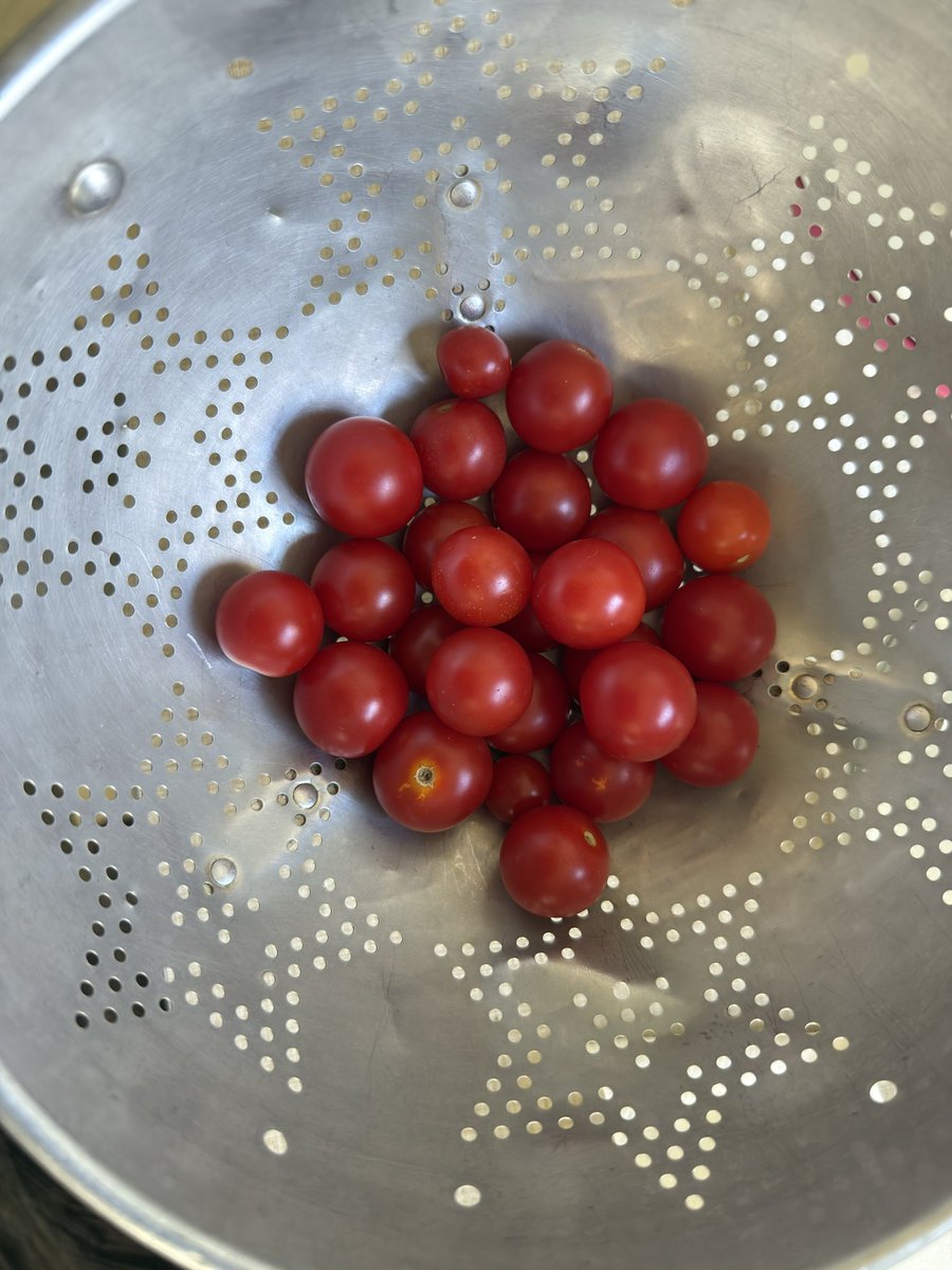 belseedling's tweet photo. Spent the day counting masks with MBLA 😷🐱. There were about 6 of us, and we each counted 100s of masks. Was happy to meet a new member and reconnect in person with older members. It was the new member who brought us cherry tomatoes. Marguerite came to cheer us on 😷🐮 https://t.co/LUVYLQa1wx