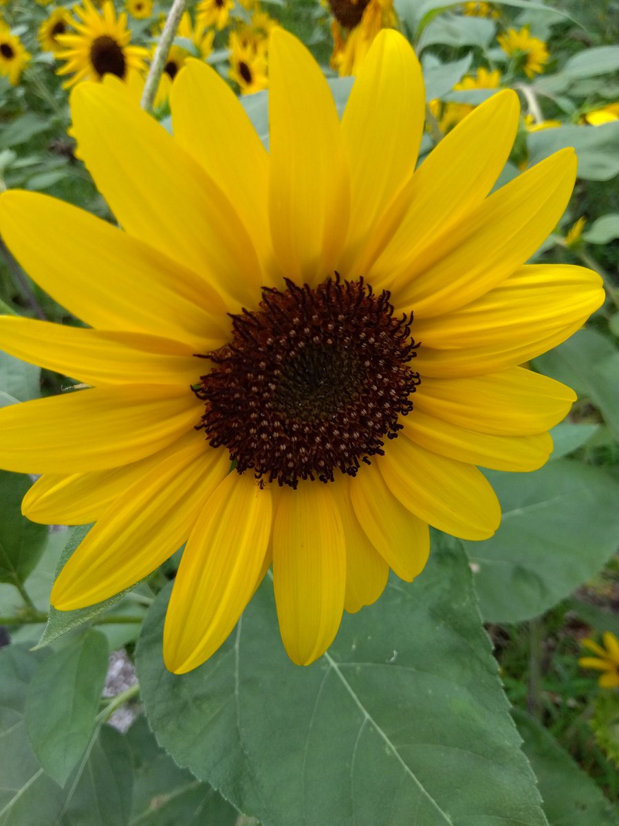 Garuru_no's tweet photo. 今、お花達から癒やし✨を頂きました〜W
植物は見るのも育てるのも大好きであります‼️ https://t.co/H72lp7SkyE