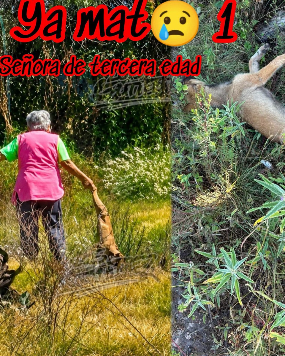HtTrejo's tweet photo. <<🚨 ¡ACTUALIZACIÓN EN CORONAS! 🚨
​Sobre el caso en Coronas, arriba de Matilde Pueblo (Pachuca): 🐾💔

Ya mat🥺  a otro perrito, seguidor nos envía siguiente evidencia dónde se encuentra el cuerpo del perrito 
..

Ubicación: Coronas, arriba de Matilde Pueblo. Pachuca...

Link para comentarle 👇 Jorge Alberto Reyes 

https://t.co/COkwfai66F

#MaltratoAnimal #DenunciaPública #JusticiaParaEllos #Coronas #MatildePueblo #NiUnoMás #ReporteCiudadano #SOSAnimal