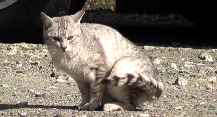 aora0506's tweet photo. 猫が外にいるなんて！と地域猫活動愛好者は言うが本物の木で爪とぎしないと猫の爪は本来の形に整わず長短毛関わらず草木雨に触れないと体毛も整わず毛玉ができ抵抗力が落ち病弱になる。それで診療三昧になる。疑問を感じない？#写真好きな人と繋がりたい #キリトリセカイ #猫 #猫好きさんと繋がりたい https://t.co/5SqVKNb3wn