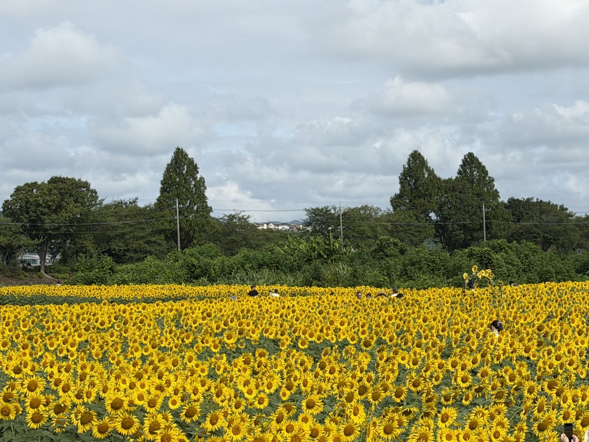 kousyo_z's tweet photo. 座間ひまわりまつり🌻 https://t.co/WCRghn1IGO
