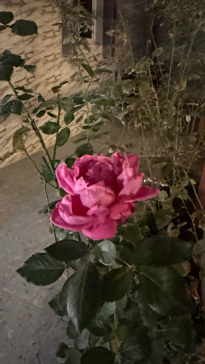 neghamdi's tweet photo. عرفت ان اللقا ارض و مدارات الفراق افلاك !
تدور ايامنا حول التجارب ، و القدَر أجدَا . .
و عرفت ان الزهر مُغري ولكن به كثير أشواك
يبي له مِن يعرف انه مع اوقات الفجر يندَى 

-فيصل القاضي
 #هديه https://t.co/CQ8nAUeGWA