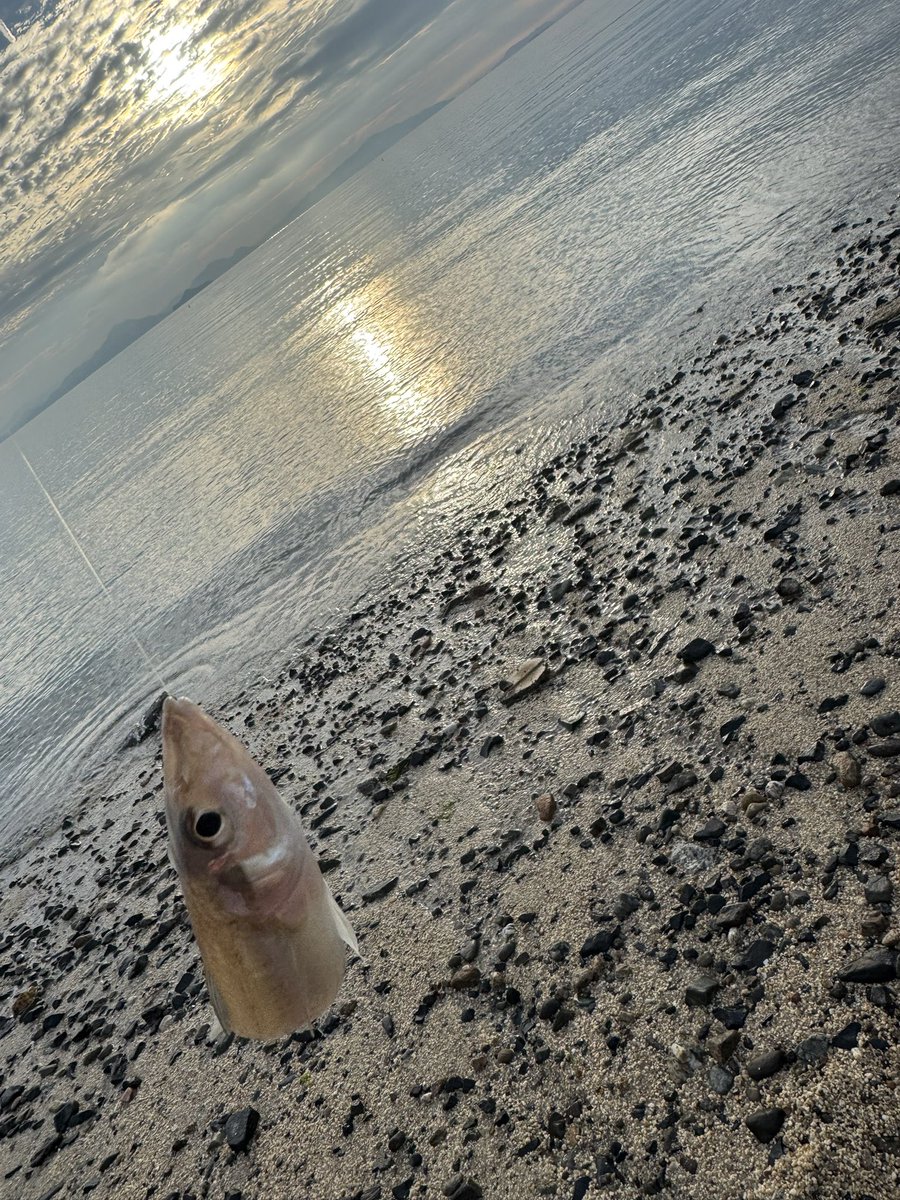 BP9n2's tweet photo. 実家に帰省して旦那と娘置いてパパとキス釣り🎣💋

天気も暑すぎず、キスも型良し👍

気分転換にもなったし、やっぱり釣り楽しい🤪🤪🤪
良いお盆です🙆 https://t.co/3l8Guh84EX