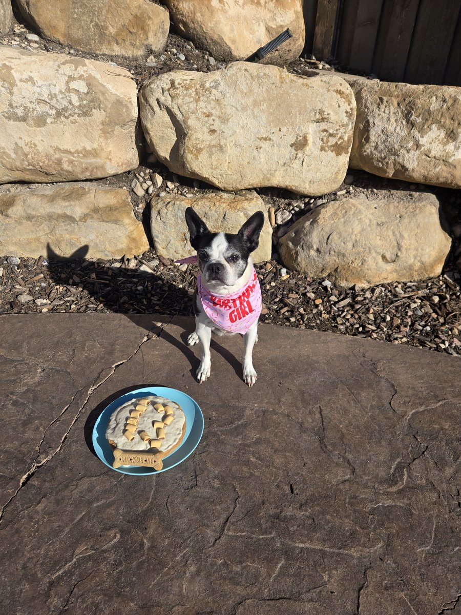 MountainKinder's tweet photo. 🎂🐾 Happy 13th birthday to our FIRST baby! ❤️

13 years of love, cuddles, and sass 🥹💕 

And of course, she had to share her birthday cake with her best friend! 🎂🐶

Wouldn’t have it any other way. Happy birthday, sweet girl! 🥳❤️

#13Years #BirthdayGirl #DogBirthday #Dog https://t.co/sBvoKkjio8