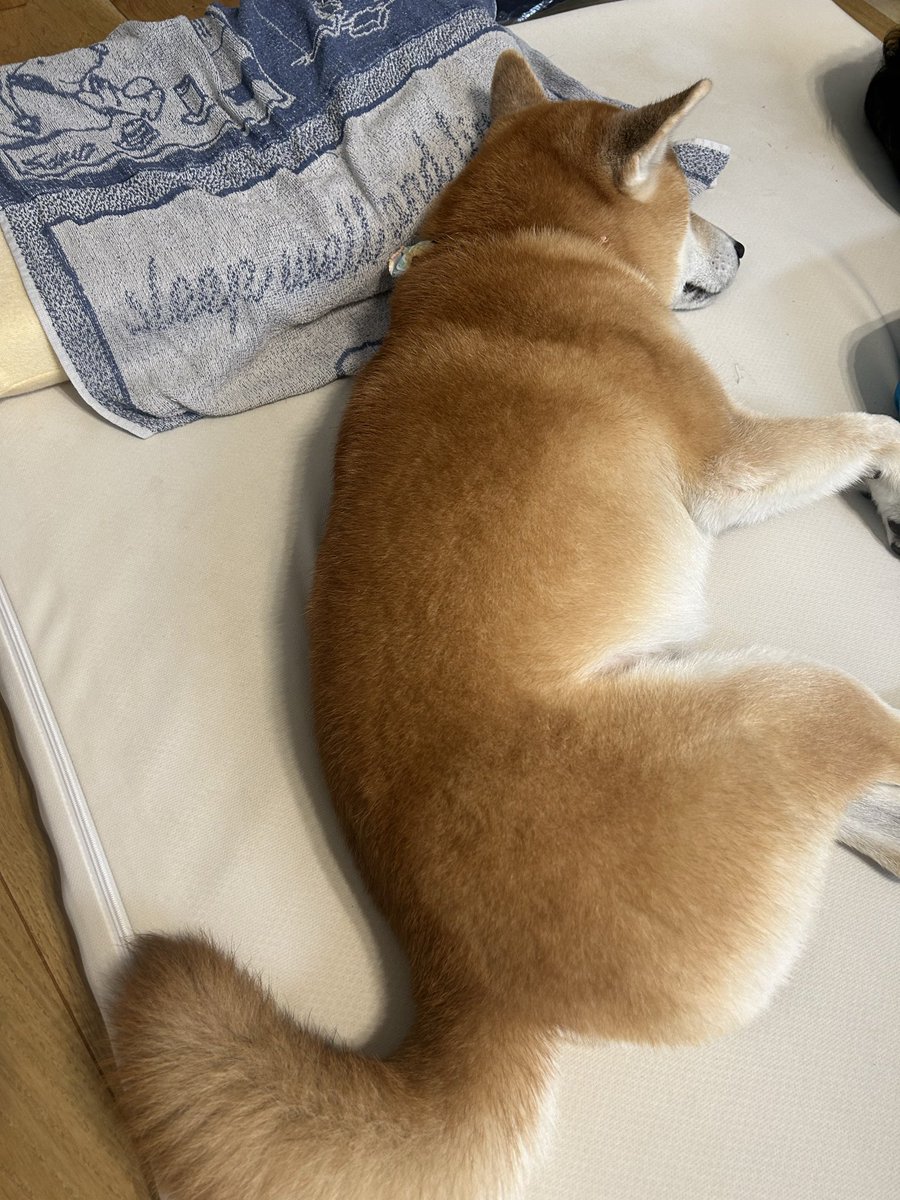 gosecyuru's tweet photo. 先月はお耳の治療で行けなかったので2ヶ月ぶりのシャンプーへ行った犬🐶
相変わらずいつも同じ顔😅
パパのお布団を独占する犬。
ちゃんと枕も使ってる🤣 https://t.co/hcts1ISNAz