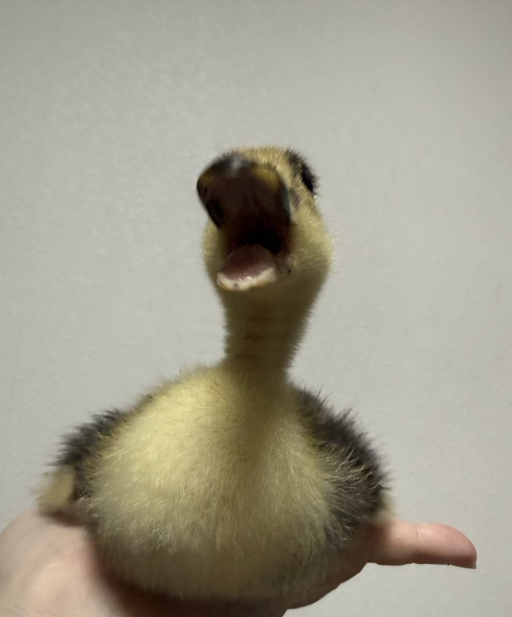 dillinger_duck's tweet photo. 今日もブラックサンダーは元気いっぱい⚡️🐥 https://t.co/iYWBAnxZ9u