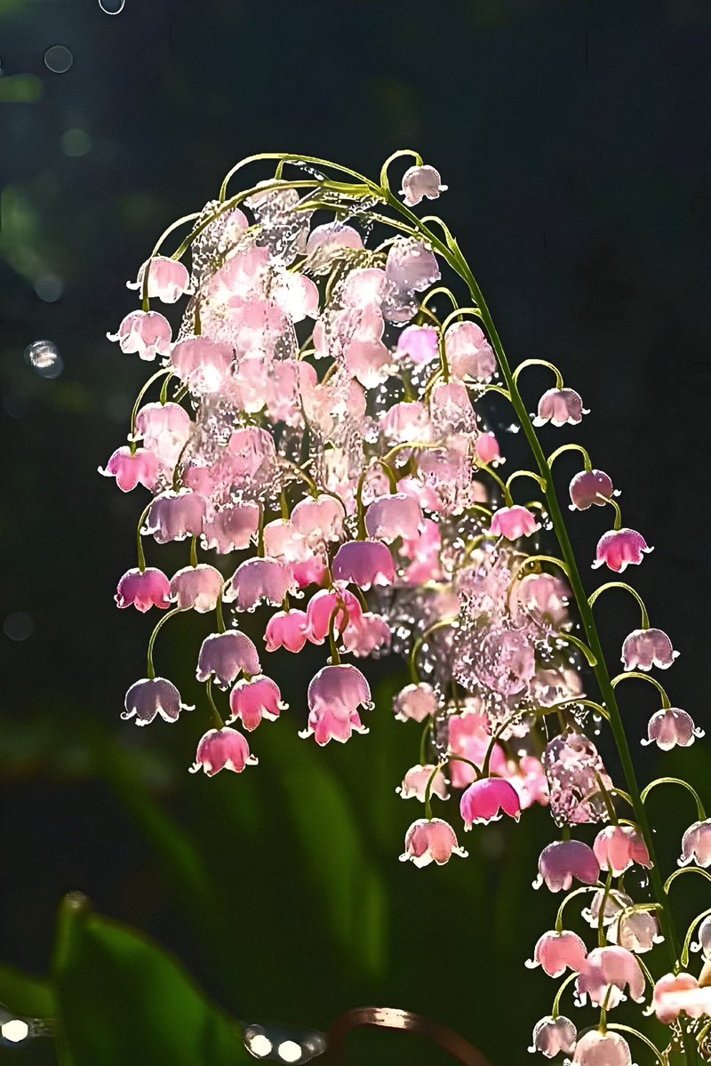 aestheticspost_'s tweet photo. Lily of the valley https://t.co/Jqq3iL2025