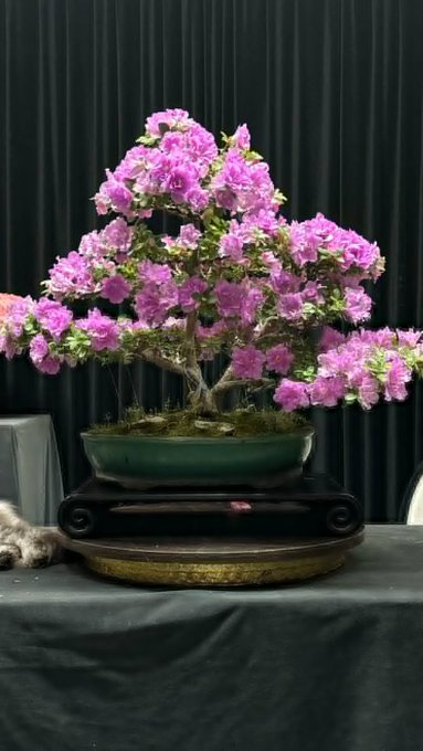 SHelenaSG's tweet photo. Flowers bloom, bringing wealth and good fortune. https://t.co/D28RdesCmW