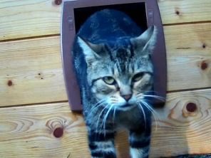 mic57330021's tweet photo. Merci les voisins…à quand la lettre anonyme ????? Fabienne Legrain, 73 ans,engagée depuis 30 ans dans la protection animale. Elle gère notamment l’association Chats des rues à Caudebec-lès-Elbeuf, où elle recueille une vingtaine de chats handicapés.
Le 28 juillet 2026 vers 16 h, elle a déposé deux assiettes de croquettes sous la porte d’une propriété abandonnée de Caudebec-lès-Elbeuf, où vivent deux chattes errantes.
Des voisins l’ont photographiée et ont transmis la photo à la police. Le procès-verbal a été établi très rapidement (vers 16 h 49).
Elle a reçu une amende de 135 € pour « dépôt d’immondices ». Elle conteste fermement cette qualification (« je n’ai déposé que de la nourriture ») et regrette de ne pas avoir été confrontée directement à l’agent.
Elle affirme ensuite avoir été interdite de déposer nourriture et eau sur la voie publique…
