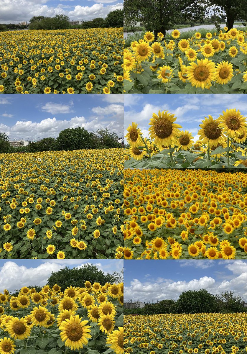 yama002max's tweet photo. お盆休みに埼玉春日部市「牛島古川公園」をブラリ！・・古利根川沿いに「ヒマワリ畑」が一面に広がります♪・・イエローパワーも*(^o^)* ・・　#牛島古川公園 #ヒマワリ #yyゆたか #春日部市 #庭園公園花だより https://t.co/mRqQIttkKQ
