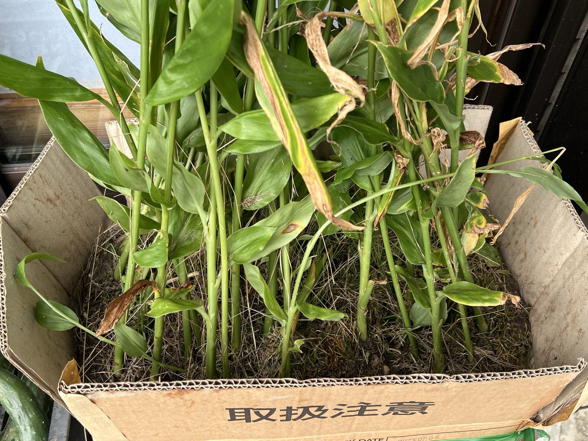 chapping445522's tweet photo. 実家の茗荷を持ってきてプランターに植えた
うまく根付きますように！
Cocoちゃんは全く興味なさげ(^^;
#茗荷
#ポメラニアンのいる暮らし  #ポメラニアンオレンジセーブル https://t.co/JY309BHTAD