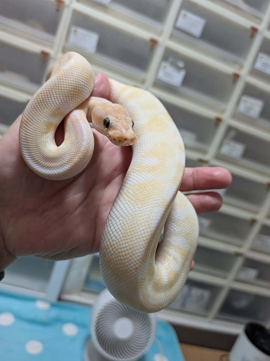 BallPython1207 tweet picture