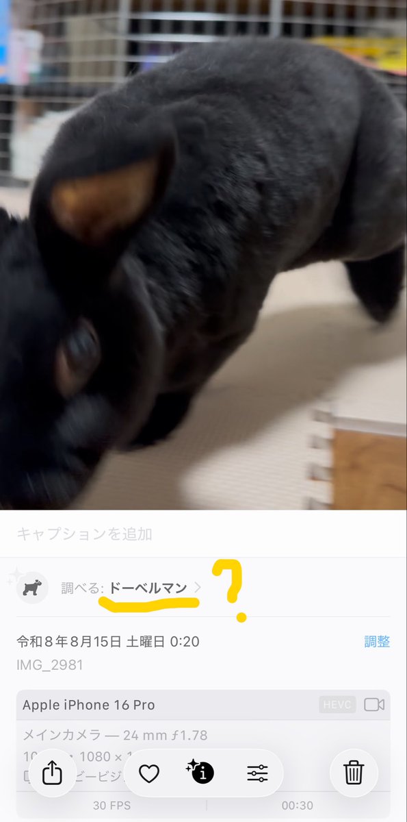 shin09012's tweet photo. ド、、、ドーベルマン？？？？ https://t.co/KhtqJB1YQp
