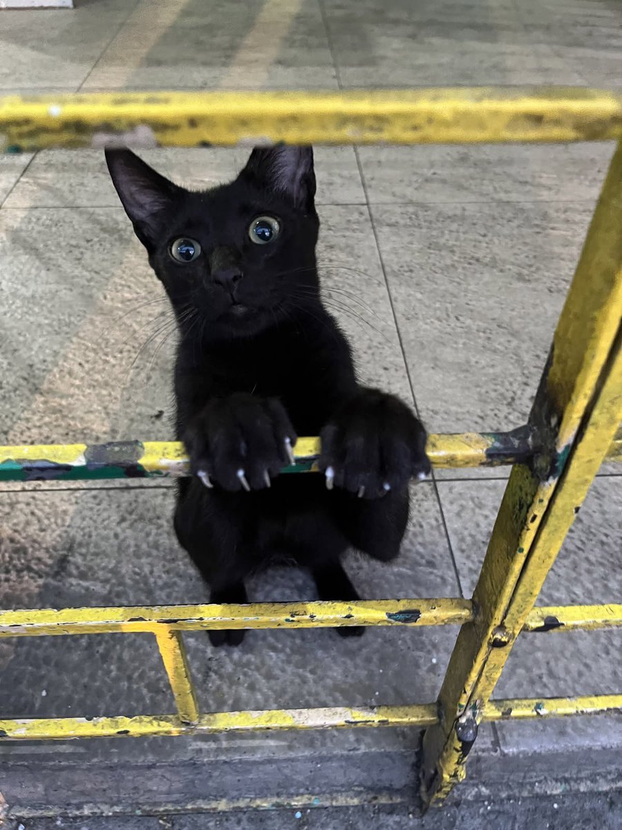BlkCtNero's tweet photo. Im still me on the inside, all black, voidy, and furry no matter what I look like on the outside https://t.co/QFkxPTabh9