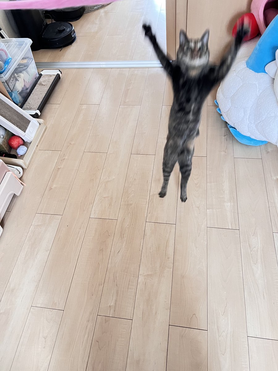 jumpcats05's tweet photo. 最近眼レフ触ってない
移り気すぎるのでブーム回ってくるまで待っててねカメラ…

こんなブレブレでもこの子がどっちか分かるの面白い笑 https://t.co/1lccpd8lXv