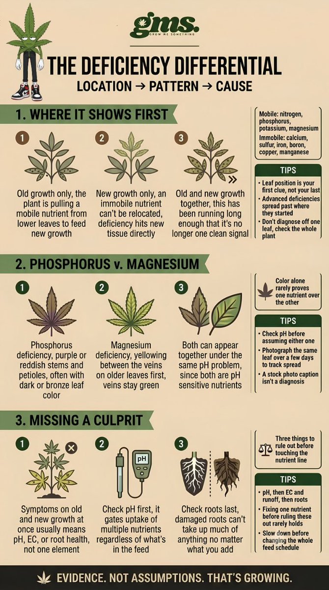 grwmesomething's tweet photo. Deficiency or DNA? 🧬

True P-deficiency shows as reddish stems and dark/bronze leaves.

Phosphorus is MOBILE. The plant pulls it from lower/older leaves to feed new growth. If your new growth is showing symptoms, it’s an IMMOBILE nutrient issue. 

Look at the whole plant. 🔍🌱 https://t.co/Co2cdZR0ZY