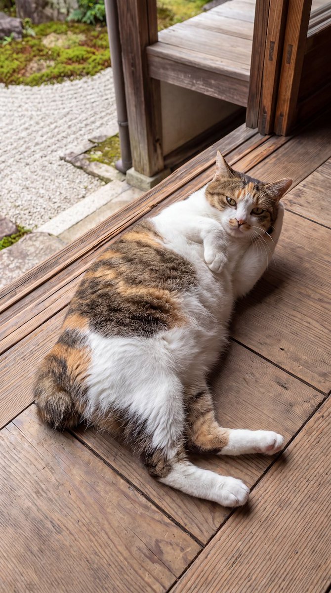 wa_cats's tweet photo. お盆休み最終日。
だらだらしながら、だらしないボディを晒している人 https://t.co/AjPlA7PRQq