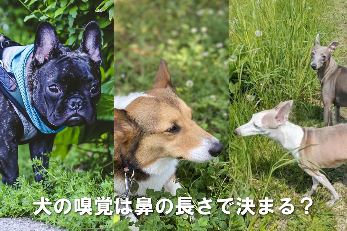 E1vTk's tweet photo. 犬は人間より優れた嗅覚を持っていますが、実はすべての犬が同じように鼻が利くわけではありません。短頭種・中頭種・長頭種による違い、鼻の構造、犬種ごとの個体差、年齢や健康状態による変化まで、犬の嗅覚の秘密を分かりやすく解説します。

https://t.co/7QzcXmalL3 https://t.co/JGoF0dPbml