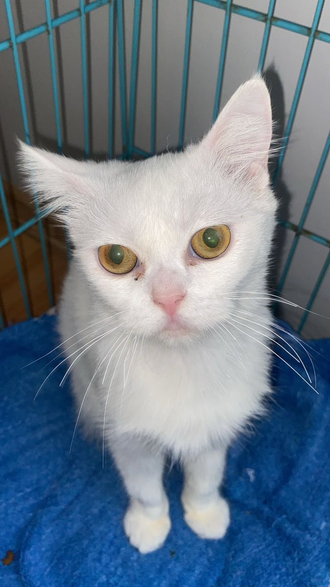 cattingwoman's tweet photo. çok acil
cuma günü barınağa bırakılıyormuş evin babası istemediği için
bir chincilla bir de ankara kedisi
6 aylıklar
ankara kedisi sağır
chincilla sağlıklı 

istanbulda yuva arıyorlar
acil https://t.co/l5xIO65tGY