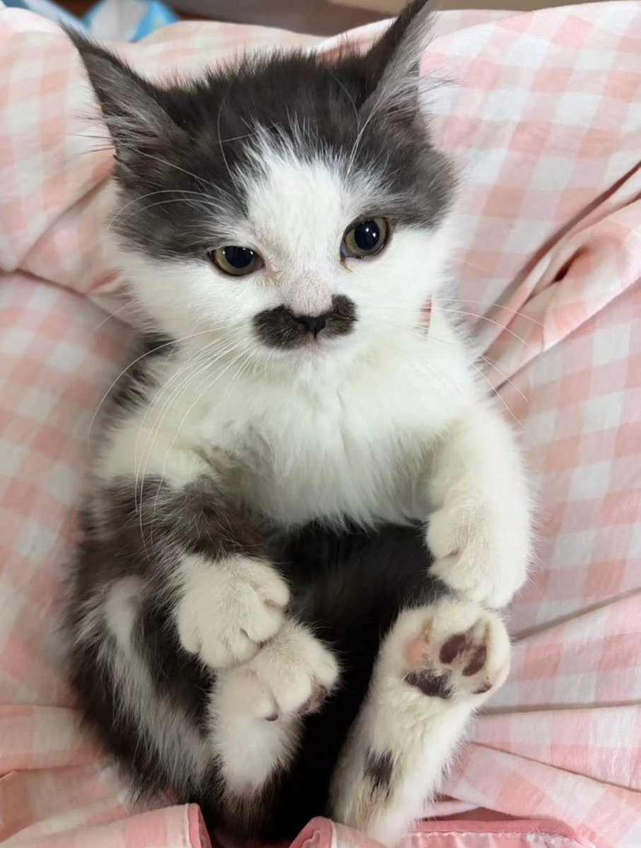 cats_auras's tweet photo. I NEED a NAME for this CAT 😺 https://t.co/poCVi4rFan