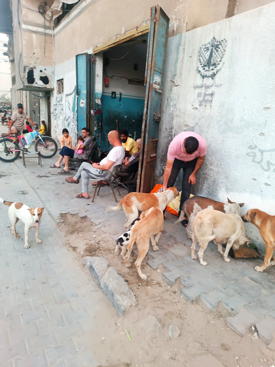 Hishamsousi's tweet photo. They came back today, just as they always do. 🐕🐾❤️

They don’t know what tomorrow will bring. They only know that this is the place where someone has been there for them, day after day.

I watched them eat, one by one, and I couldn’t help thinking about how much trust they place in us.

Yesterday’s kindness helped put food in their bowls. Today, we are here again. And tomorrow, they will come back again.

This is why we cannot stop.

My family and I will keep caring for them with everything we have, but we cannot carry this responsibility alone.

If you can help provide their next meal, please do. And if you cannot donate, a share can still make a difference.

Please help their story reach someone who can stand beside them. 🐾❤️🙏

https://t.co/htFQF5uKvF