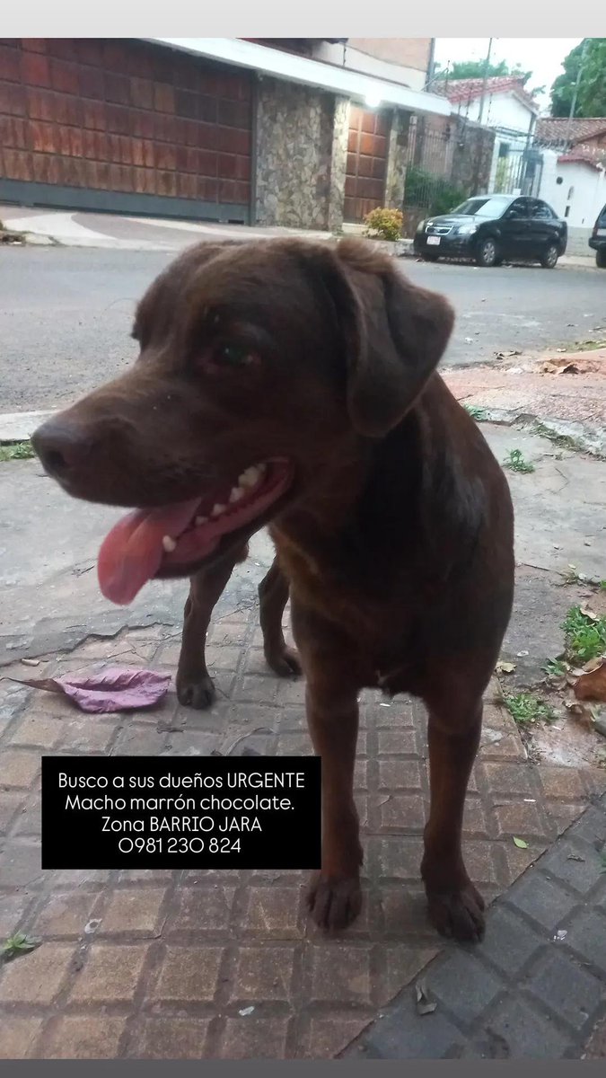 fiodragotto's tweet photo. Busco urgente a los dueños de este perro macho, marrón chocolate. Encontrado en zona BARRIO JARA.  
Si es tuyo comunícate al 0981 230 824. 
Favor compartir. @Ref_AdriMoreira @TiFaNiiii @jazgaleanopy https://t.co/ycBwF2ZgHy