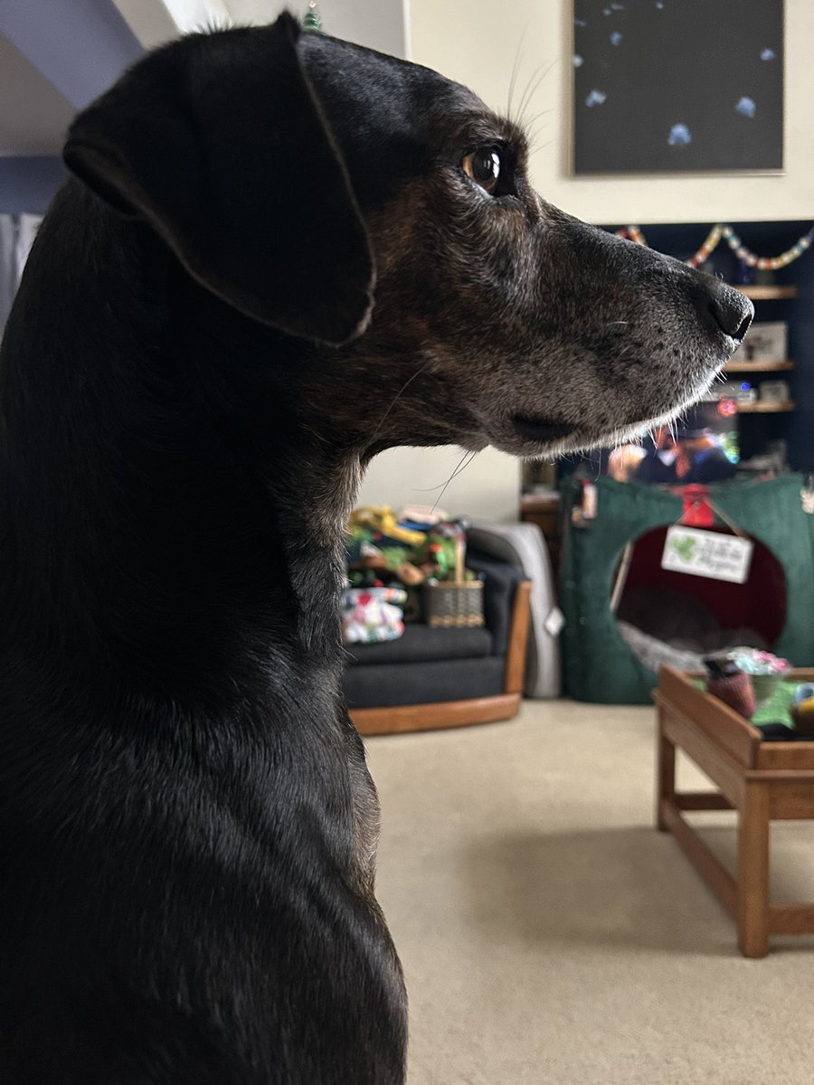 HounddogZenith tweet picture