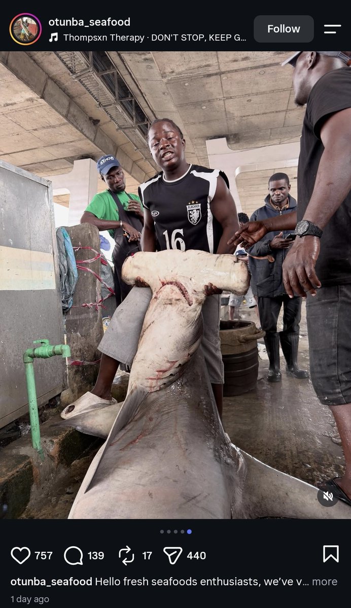 fimiletoks's tweet photo. The Lagos State "seafood" market is poorly regulated. The hammerhead shark is a  protected specie. They also have high levels of mercury and natural ammonia, which makes them toxic for human consumption. 

We also have a Ministry of Marine and Blue Economy, watching while unregulated fishing ruins our marine biology. 

Under the Endangered Species Conservation and Protection Bill 2025, this guy should get a fine of 12m Naira or 10 years' imprisonment. 
@Abi_Olusanya