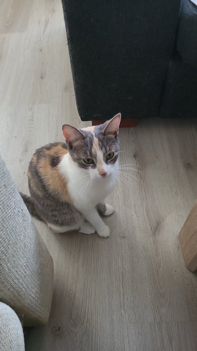 cyber_elite1980's tweet photo. Catspam 😅🥰
#lovecats
#lovepets https://t.co/yeIXyOZpyk