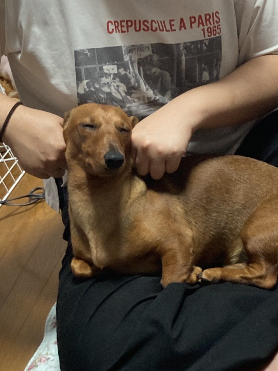 green_tea036's tweet photo. 耳が冷えてたのであっためたら寝た https://t.co/f1yZxaJYql
