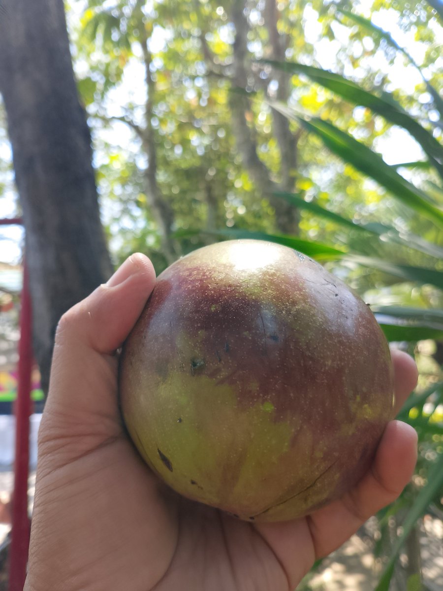 alexcandraw's tweet photo. 🍐Alpukat ❌
😋Bisa dimakan❌
☠️Beracun ✅
 Cek 👉 https://t.co/Hr5S2LMTnc https://t.co/lnjJoWSzL7