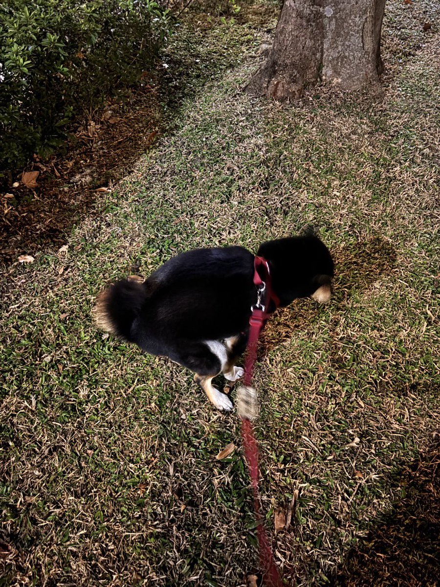 johnnyl54753667's tweet photo. 又是充實的一天 🏋️ ⛹️ 🐶
#台北 https://t.co/zIfaOfc18p