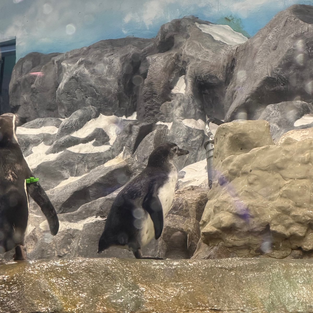 dosukhoon's tweet photo. JIHOON weverse update 🌟 #지훈 

🐶: FIRST?
🐧🐧🐧🐧🐧🐧🐧🐧🐧🐧🐧🐧🐧🐧 https://t.co/bXyHNAG9BW