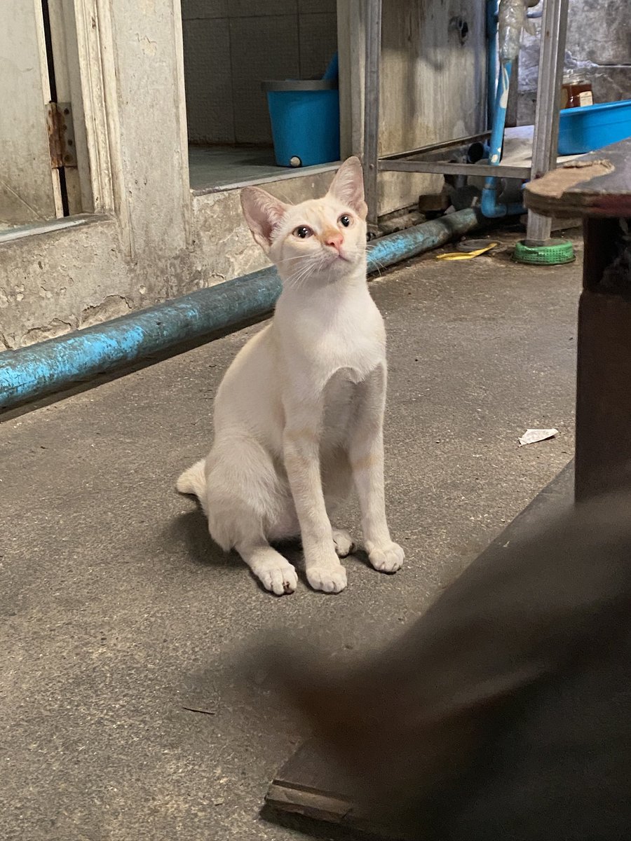 catperson020723's tweet photo. หนุ่มครีม อยากมีบ้าน🏡

เพศผู้ อายุ 7 เดือน ทำหมันแล้ว

นิสัย : ร่าเริง เข้ากับแมวได้ดีทุกวัย ปรับตัวเก่ง

สนใจรับเลี้ยงติดต่อ : FB แมวหาบ้าน ขี้ข้าหานาย

ข้อมูลเพิ่มเติม : https://t.co/9Rgc4iX9Uu

#ทาสแมว #แมววัว #แมวจรหาบ้าน #หาบ้านให้แมวจร #แมว #ลูกแมว #แมวจร https://t.co/5KUUlcxmUy