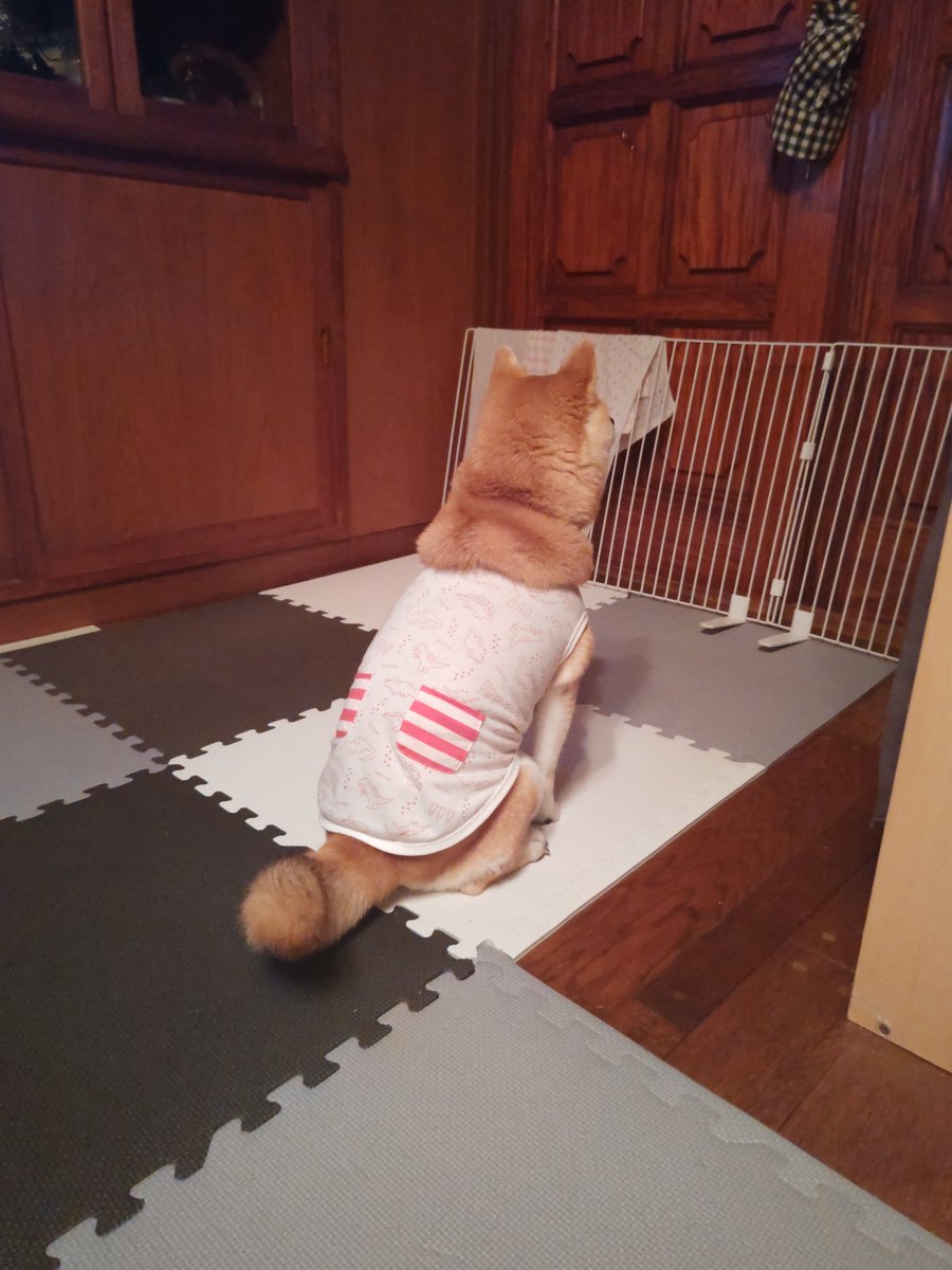 HarukaAkituki's tweet photo. 8月30日
①お昼寝🐑💤スヤスヤ🐑💤ｦ(爆睡中💤)
②お散歩までくつろぎ中。
③夕散歩。公園まで来たよ。ゴロゴロ⚡なってるよ。
④おっちゃんお仕事行ったよ。
 #彩葉の日常 https://t.co/NBlt4DUZqN