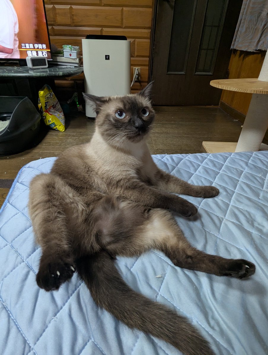 eloop_web's tweet photo. @piarin_cgp 本とはあまり関係ないですが、たまにはマヌケ姿の猫〜 https://t.co/09rXF0zw8m