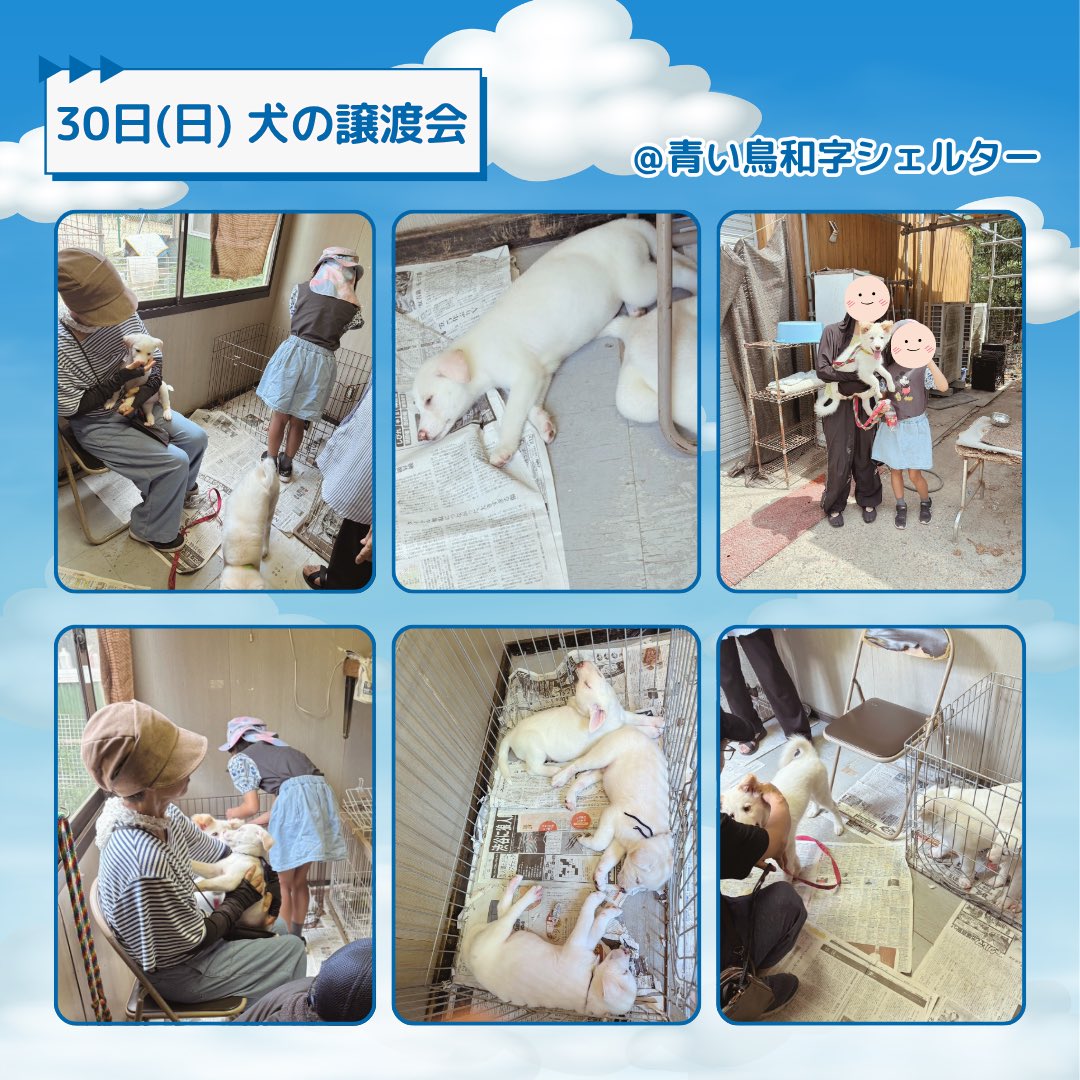 aoitoriaisatsu's tweet photo. 【ご報告📣】
本日の #譲渡会 のご報告です🙇‍♀️
暑い中お越しいただいた皆さま
ありがとうございました💦
ワンちゃん2ワンズ🐶
#トライアル が決定しました
猫ちゃんのトライアルはゼロでした😭

🐈‍⬛来週の猫の譲渡会🐈
6日(日)11-15時
📍 青い鳥富海シェルター
747-1111 防府市富海994

最近猫ちゃんのトライアルが決まりません
どうか皆さま、拡散のご協力を
よろしくお願いします🙇‍♀️

気になる子がいる方は
直接DMでお問い合わせも可能です◎

#里親募集