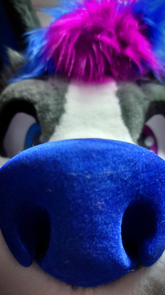 NabiWolfy's tweet photo. QRT with snoot 🫪

snif snorf https://t.co/LAGtmKxV8Z